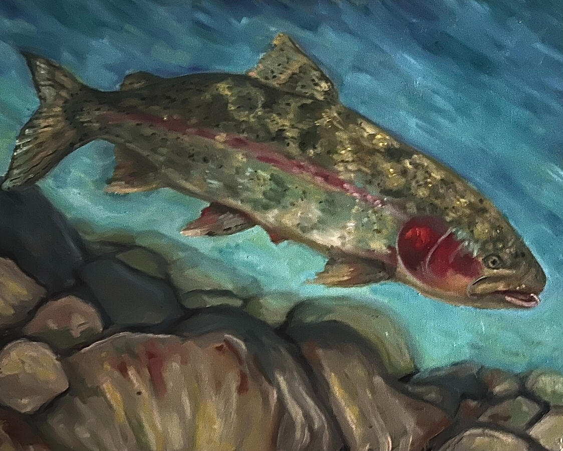 Rainbow Trout. 16x20x1 1/8" oil on canvas. Unavailable. 2023