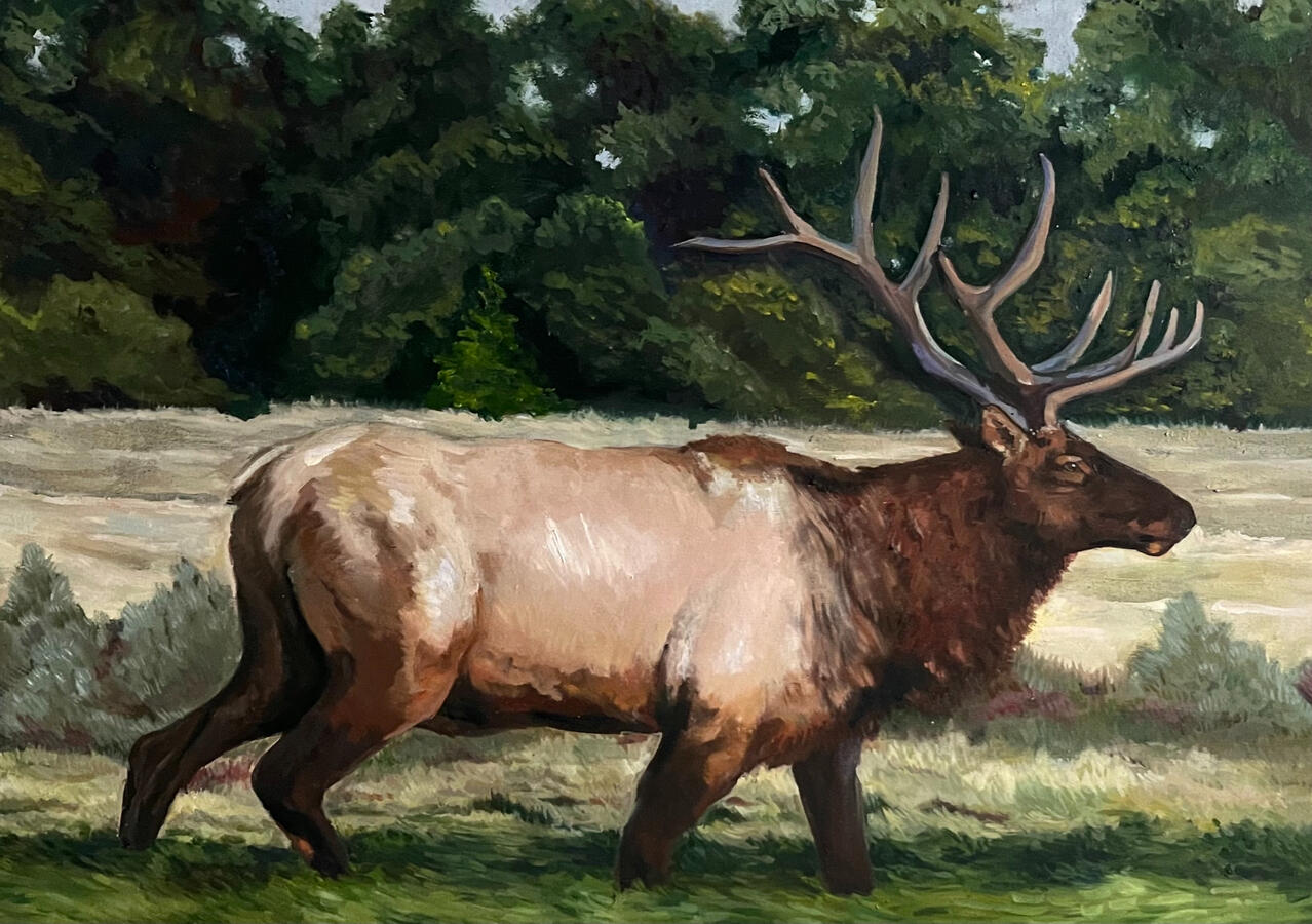 Bull Elk. 24x40x2" oil on canvas. Unavailable. 2023